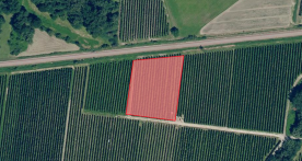 Laas: Obstwiese mit ca. 4.500 m² zu verkaufen