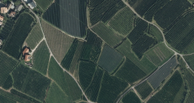 Obstwiese in Latsch