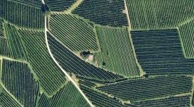 Obstwiese mit ca. 3.850 m² in Schlanders zu verkaufen