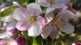 Latsch: Obstwiese mit ca. 2.400 m²  zu verkaufen