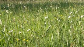 Mals/Burgeis: Landwirtschaftliches Grundstück mit ca. 7.700 m² zu verkaufen