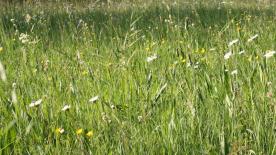 Mals/Matsch: Landwirtschaftliches Grundstück mit ca. 1.104 m² zu verkaufen