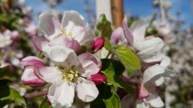 Prad am Stilfserjoch: Obstwiese mit ca. 2.400 m² zu verkaufen