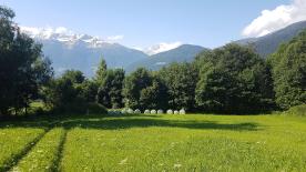 Tartsch: Wiese mit 4.000 m² zu verkaufen 