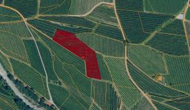 Schlanders/Göflan: Obstwiese mit ca. 3.600 m² zu verkaufen