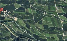 Obstwiese mit ca. 3.850 m² in Schlanders zu verkaufen