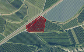 Schlanders / Kortsch: Obstwiese mit ca. 4.700 m² zu verkaufen