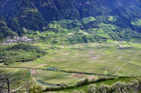 Laas / Tschengls: Landwirtschaftliches Grundstück mit ca. 6.000 m² zu verkaufen