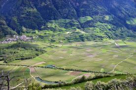 Laas / Tschengls: Obstbaufähiges Grundstück mit ca. 6.800 m² zu verkaufen