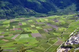 Prad am Stilfserjoch: Obstwiese mit ca. 3.600 m² zu verkaufen