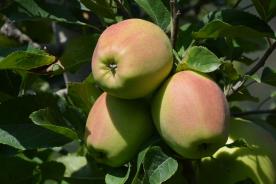 Latsch: Obstwiese mit ca. 2.400 m² zu verkaufen