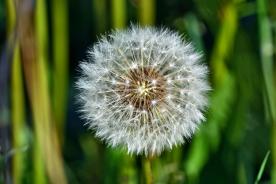 Mals/Burgeis: Futterwiese mit ca. 10.400 m² zu verkaufen