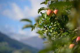 Obstwiese mit ca. 7.580m² in Naturns zu verkaufen