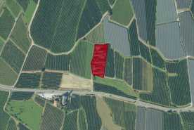 Laas: Obstwiese mit ca. 3.900 m² zu verkaufen