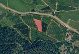 Latsch: Obstwiese mit ca. 2.400 m² zu verkaufen