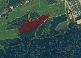 Laas: Obstwiese mit ca. 5.800 m² zu verkaufen