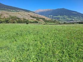 Glurns: Futterwiese mit ca. 2.280 m² zu verkaufen