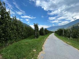 Latsch / Morter: Obstwiese mit ca. 6.600 m² zu verkaufen