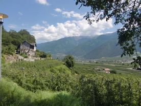 Obstwiese in Goldrain zu verkaufen