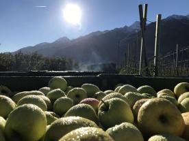 Obstwiese in Latsch