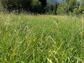 Prad: Landwirtschaftliches Grundstück mit ca. 5.000 m² zu verkaufen