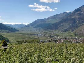 Schlanders / Göflan: Obstwiese mit ca. 3.900 m² zu verkaufen