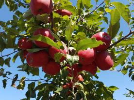 Schlanders/Göflan: Obstwiese mit ca. 5.670 m² zu verkaufen