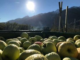 Schlanders: Obstwiese mit ca. 3.140 m² zu verkaufen