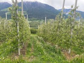 Schluderns: Obstwiese mit ca. 11.700 m² zu verkaufen