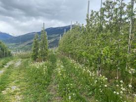 Schluderns: Obstwiese mit ca. 11.700 m² zu verkaufen
