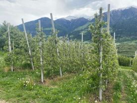 Schluderns: Obstwiese mit ca. 11.700 m² zu verkaufen