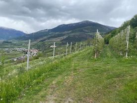 Schluderns: Obstwiese mit ca. 11.700 m² zu verkaufen