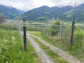 Schluderns: Obstwiese mit ca. 11.700 m² zu verkaufen