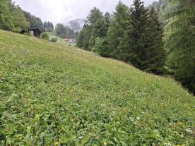 Stilfs: Mahdhütte mit umliegender Grundfläche zu verkaufen