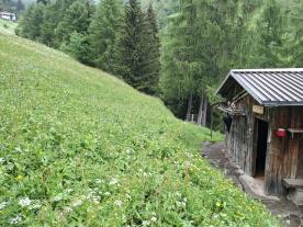 Stilfs: Mahdhütte mit umliegender Grundfläche zu verkaufen