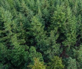 Martell: Wald mit ca. 5 ha zu verkaufen