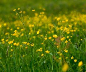 Taufers im Münstertal: Landwirtschaftliches Grundstück mit ca. 1.300 m² zu verkaufen