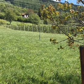 Obstbaufähige Wiese am Dorfrand von Schluderns zu verkaufen