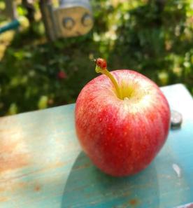 Tschars: Obstwiese mit ca. 4.540 m² zu verkaufen
