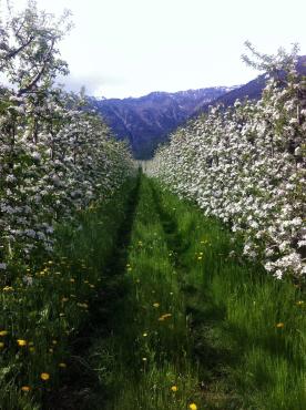 Obstwiese mit ca. 3.850 m² in Schlanders zu verkaufen