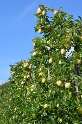 Obstwiese mit ca. 4.200 m² in Tarsch zu verkaufen