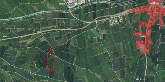 Obstwiese in Morter mit ca. 6.100 m² zu verkaufen Obstwiese in Morter mit ca. 6.100 m² zu verkaufen