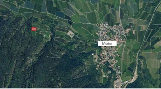 Latsch / Morter: Biozertifizierter Raut zu verkaufen Latsch / Morter: Biozertifizierter Raut zu verkaufen
