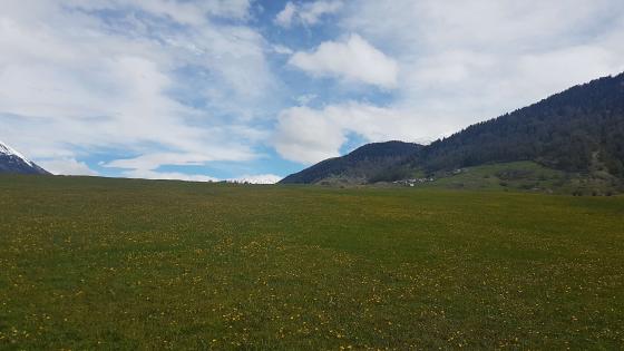 Burgeis: Futterwiese auf den "Multen" zu verkaufen Burgeis: Futterwiese auf den "Multen" zu verkaufen