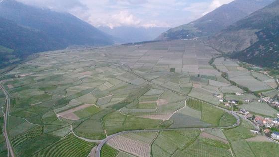 Kortsch: Obstanlage mit ca. 4.000 m² zu verkaufen Kortsch: Obstanlage mit ca. 4.000 m² zu verkaufen