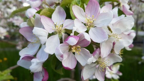 Latsch: Obstwiese mit ca. 1.800 m² zu verkaufen Latsch: Obstwiese mit ca. 1.800 m² zu verkaufen