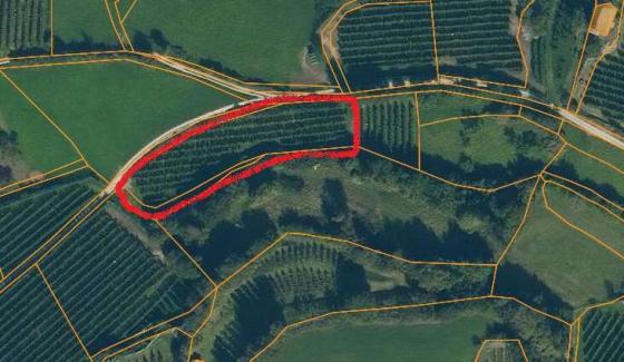 Laas / Tschengls: Obstwiese mit ca. 2.000 m² zu verkaufen