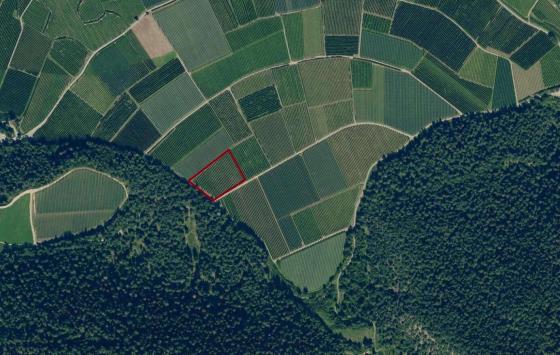 Latsch: Obstwiese mit ca. 5.600 m² zu verkaufen