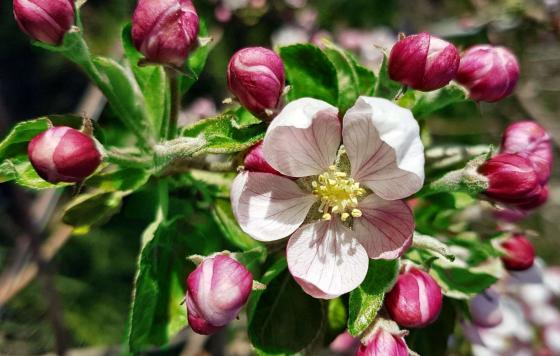 Schlanders / Kortsch: Obstwiese mit ca. 4.700 m² zu verkaufen Schlanders / Kortsch: Obstwiese mit ca. 4.700 m² zu verkaufen