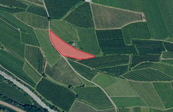 Schlanders / Göflan: Obstwiese mit ca. 3.900 m² zu verkaufen Schlanders / Göflan: Obstwiese mit ca. 3.900 m² zu verkaufen